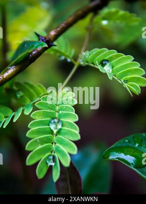 Shiny spherical water droplets, balances on the small fernlike leaves of an Acacia tree Stock Photo