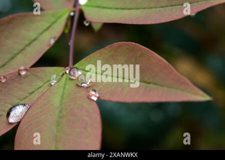 Spherical dewdrops caught between the leaves of a heavenly bamboo starting to change colour. Stock Photo