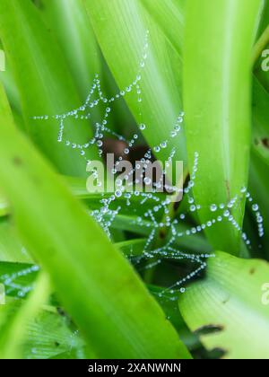 Spherical water droplets caught in a spider web between green leaves, in a garden in Haenertsburg, South Africa Stock Photo