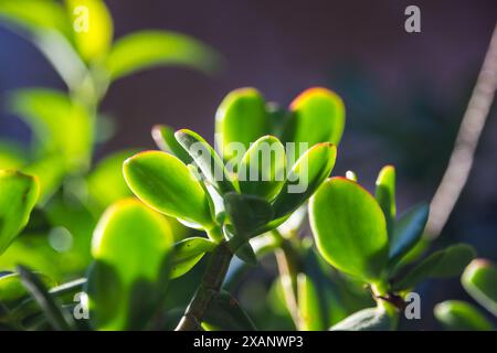 The fleshy green leaves of a Crassula Ovata, known as a Jade plant, backlit in the sunlight. Stock Photo