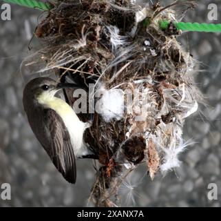 Female of Purple Sunbird (Cinnyris asiaticus) building hanging nest : (pix Sanjiv Shukla) Stock Photo