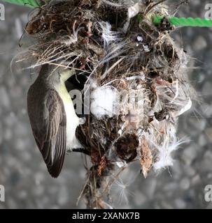 Female of Purple Sunbird (Cinnyris asiaticus) building hanging nest : (pix Sanjiv Shukla) Stock Photo