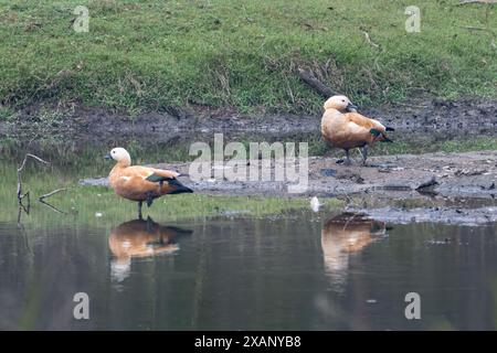 Ruddy Shelduck (Tadorna ferruginea) Stock Photo