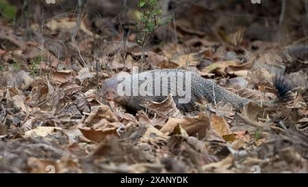 Common Grey Mongoose (Herpestes edwardsii) Stock Photo