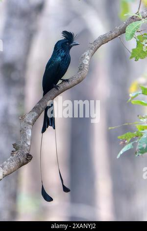 Greater Racket-tailed Drongo, (Dicrurus paradiseus) Stock Photo