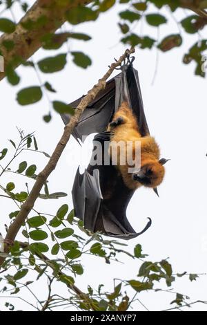 Indian Fruit Bat (Indian Flying Fox) Stock Photo