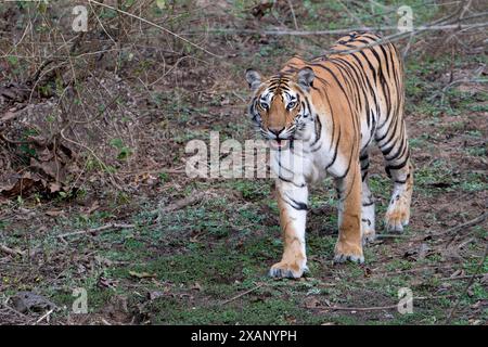 Royal Bengal Tiger (Panthera tigris tigris) Stock Photo