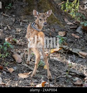 Spotted Seer Fawn, Chital  (Axis axis, Cervus axis) Stock Photo