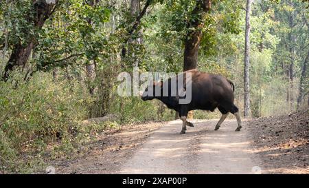 Indian Gaur or Bison (Bos gaurus) running across a track Stock Photo