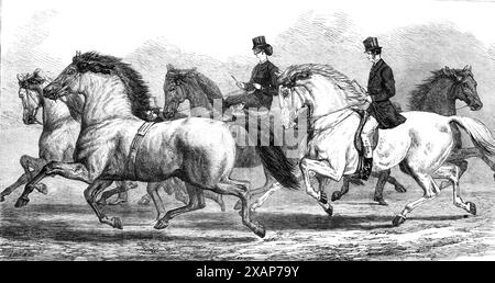 The Horse-Show at the Agricultural Hall Islington [in London]: parade of prize horses - trotters and hacks, 1868. 'Mr. Abel's Young Phenomenon, Mr. Jolley's Rapid Roan, Mr. Bedford's bay Arab Le Vent, His Royal Highness the Prince of Wales's white Arab Rupee, Mr. Rowell's Young Performer...Rapid Roan, with that handsome bay-pointed forehead and muzzle, was quite the cream of the three roans...He was bred by the Earl of Albemarle...there was the precision of machinery in his stroke which brought a round of cheering...His Royal Highness the Prince of Wales's Rupee is a white mare, and without th Stock Photo