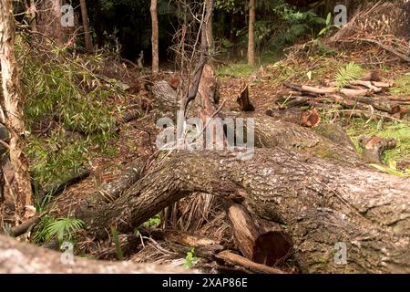 Too big to saw. Partially cleared trees, felled in subtropical rainforest, after freak storm, tornado, Christmas day 2023, SE Queensland, Australia. Stock Photo