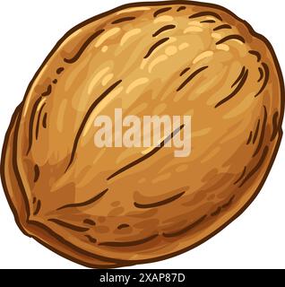 Shellnut Graphic shell vector illustration Stock Vector Image & Art - Alamy