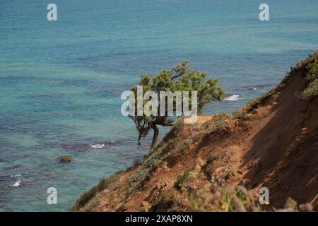 Pinus brutia, commonly known as the Turkish pine and Calabrian pine, is a species of pine native to the eastern Mediterranean region Stock Photo