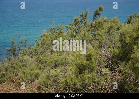 Pinus brutia, commonly known as the Turkish pine and Calabrian pine, is a species of pine native to the eastern Mediterranean region Stock Photo