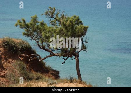 Pinus brutia, commonly known as the Turkish pine and Calabrian pine, is a species of pine native to the eastern Mediterranean region Stock Photo