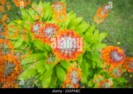 Primula bulleyana also known as the Bulley's primula plant in full flower. Stock Photo