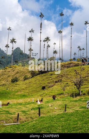 Cocora Valley, Colombia Stock Photo