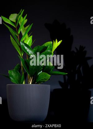 Zamioculcas zamiifolia, Zanzibar Gem, Zamiokulkas or Zamia - Houseplant in flowerpot over black background, minimal home decor concept,'ZZ plant' Stock Photo