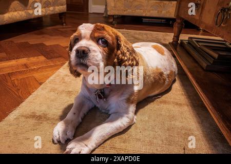 Doe eyed Cavalier King Charles spaniel. Stock Photo
