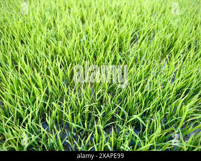 Rice Seedlings in Field . Close-Up View of Germinating Rice Seeds. Stock Photo