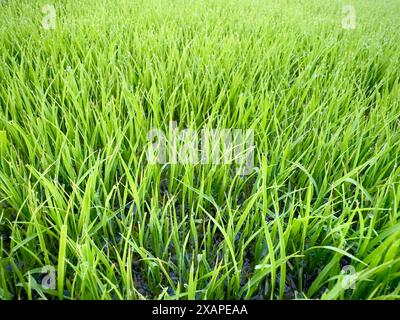 Lush Green Rice Seedlings in Agricultural Field Closeup View. Stock Photo