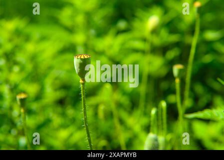 A single, sharply focused poppy capsule stands out against a vibrant, blurred green background. Stock Photo