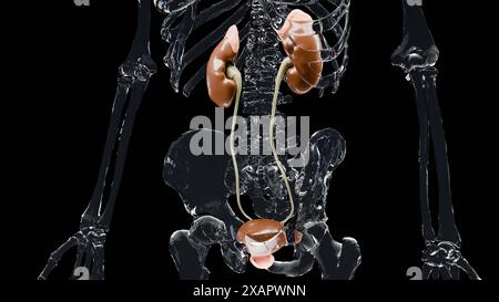 urinary system, detailed male bladder and Kidney anatomy, Urology medical, reproductive system, glass, 3d render Stock Photo