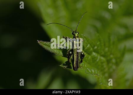 False Oil aka Thick-Legged Flower aka Swollen-Thighed Beetle (Oedemera nobilis) Norfolk June 2024 Stock Photo