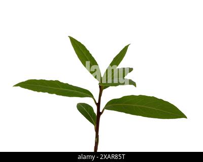 Fresh bay leaves on twig isolated on white background Stock Photo