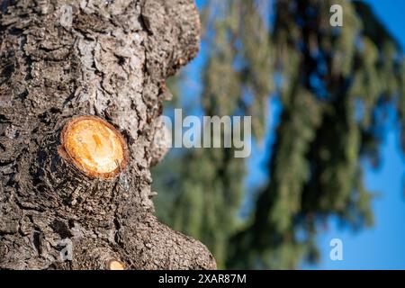 Pruned section of an pine tree showing where dead branch was removed. Stock Photo