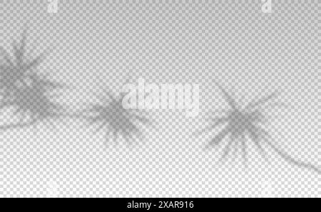 Shadow of leaf from window. Shadows palm leaves isolated on transparent background. Reflected flowers for effects overlay. Plants shades. Leafes tree Stock Vector