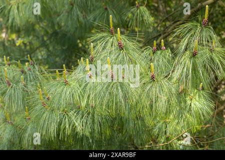 Close up of Pinus Wallichiana, Bhutan Pine and its needle like foliage and pine cones. An evergreen conifer (coniferous) tree growing in England, UK Stock Photo