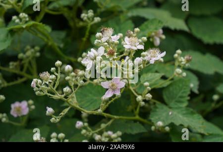 Flowering wild Blackberries, Rubus fruticosus, Spain. Stock Photo