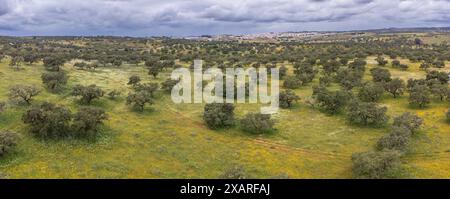 typical pasture, near Valverde del Camino, Campiña Andévalo Commonwealth,, Huelva, Andalusia, Spain. Stock Photo