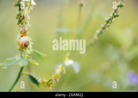Closeup of a snail crawling up the stem of a green plant, found in Norwegian forest. Stock Photo