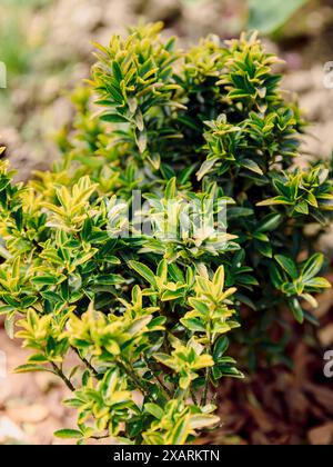 Euonymus fortunei Emerald Gold in garden, evergreen foliage Stock Photo