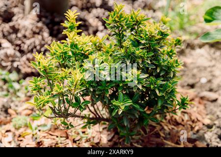 Euonymus fortunei Emerald Gold in garden, evergreen foliage Stock Photo