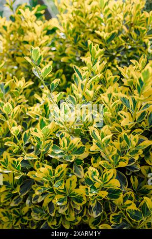 Euonymus fortunei in summer garden, variegated bush Stock Photo