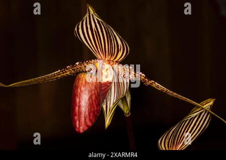 Rothschild's slipper orchid (Paphiopedilum rothschildianum), Cherry City Orchid Society Show, Salem, Oregon Stock Photo