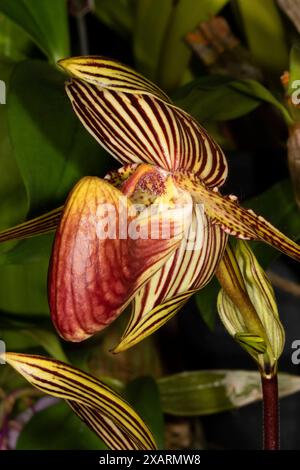 Rothschild's slipper orchid (Paphiopedilum rothschildianum), Cherry City Orchid Society Show, Salem, Oregon Stock Photo