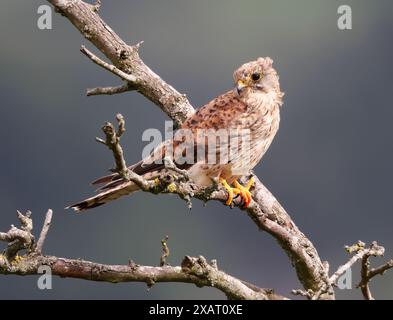 A juvenile Kestrel (Falco tinnunculus) on an old dead branch in the Cotswold Hills Gloucestershire UK Stock Photo