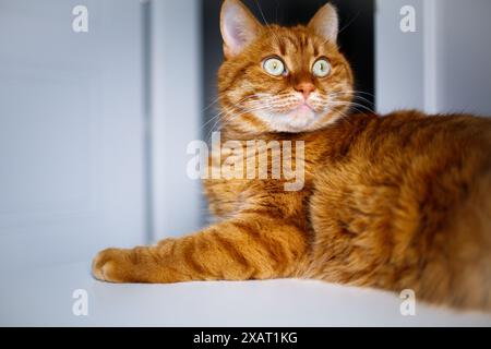 Adult ginger curious cat looking up Stock Photo