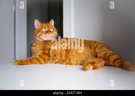 Adult ginger curious lying on the table Stock Photo