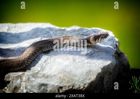 NATURE AT IT'S BEST: Grass Snake or Ringelnatter (Natrix helvetica) enjoying the warming sunlight © Edmund Nagele F.R.P.S. Stock Photo