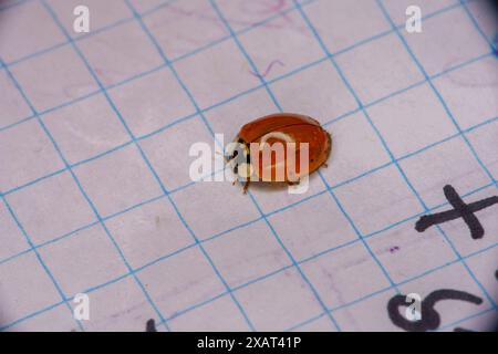Harmonia axyridis Family Coccinellidae Genus Harmonia Asian ladybeetle wild nature insect wallpaper, picture, photography Stock Photo