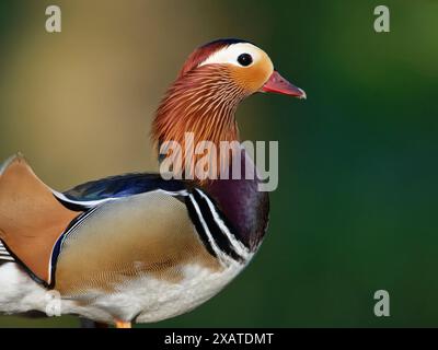 Mandarin duck (Aix galericulata) drake portrait in ancient woodland in spring, Forest of Dean, Gloucestershire, UK, May. Stock Photo