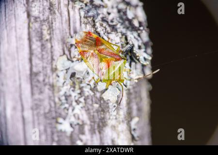 Elasmostethus interstinctus Family Acanthosomatidae Genus Elasmostethus ...