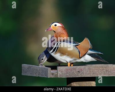 Mandarin duck (Aix galericulata) pair feeding on a bird table at dusk, Forest of Dean, Gloucestershire, UK, May. Stock Photo