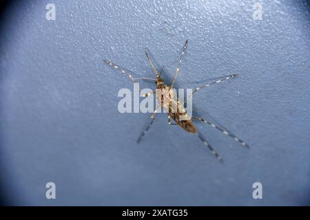 Culiseta annulata Family Culicidae Genus Culiseta Banded house mosquito wild nature insect wallpaper, photography, picture Stock Photo