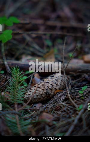 Authentic background with fir branches and cones on the ground. High quality photo Stock Photo